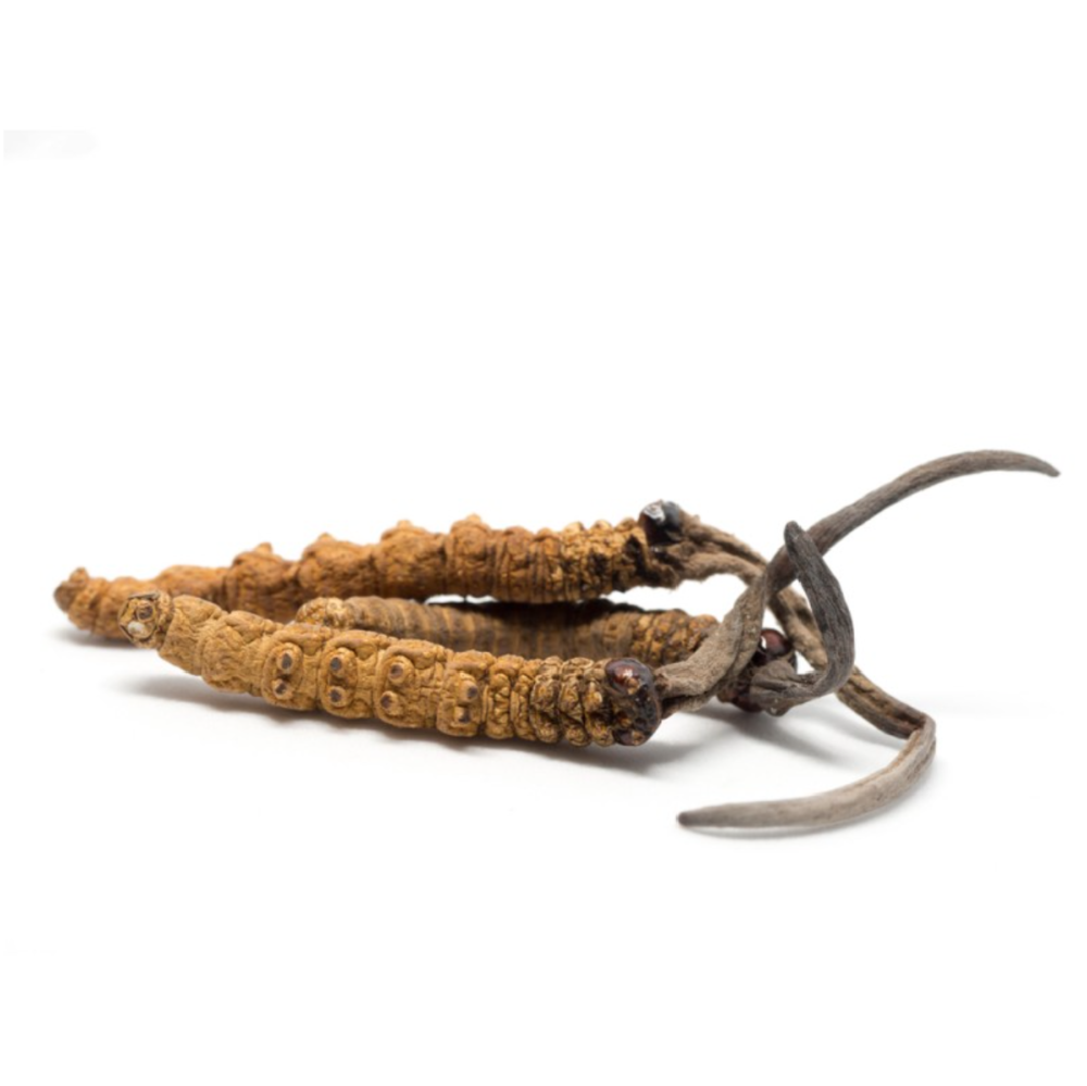 Saluz.io Cordyceps Sinensis mushroom tincture in a 2 oz bottle, dietary supplement for energy and vitality.