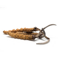 Saluz.io Cordyceps Sinensis mushroom tincture in a 2 oz bottle, dietary supplement for energy and vitality.